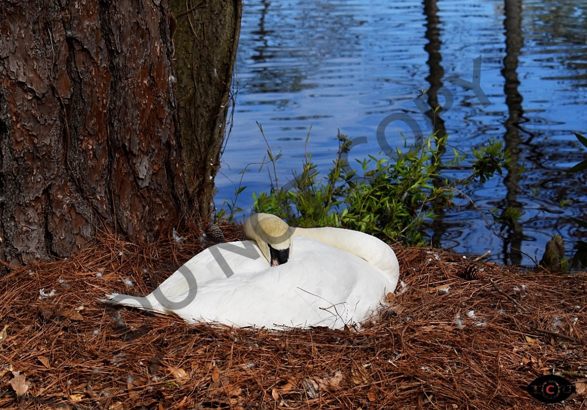 The Nesting Swan